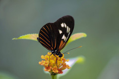 Heliconius erato