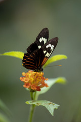 Heliconius erato