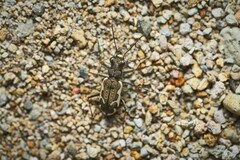 Neocicindela tuberculata