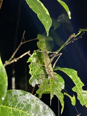 Phricta spinosa