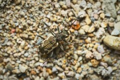 Neocicindela tuberculata