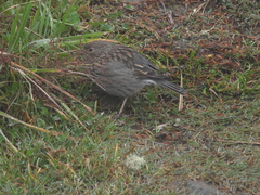 Geospizopsis unicolor