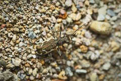 Neocicindela tuberculata