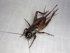 Teleogryllus