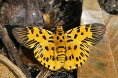Odina decorata