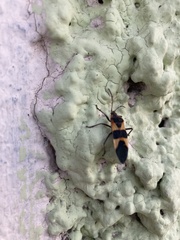 Oncopeltus fasciatus