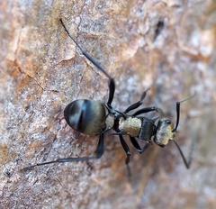 Polyrhachis daemeli