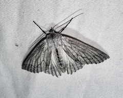 Paraterpna harrisoni