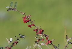 Cotoneaster melanocarpus
