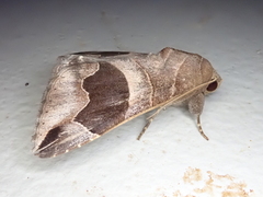 Bastilla