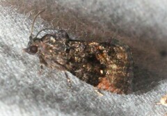 Gymnandrosoma punctidiscanum
