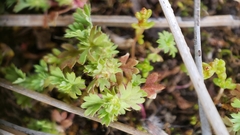 Alchemilla arvensis