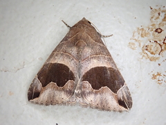 Bastilla