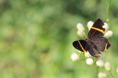 Riodina lysippoides