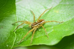 Dolomedes dondalei