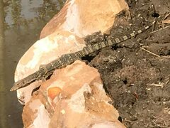 Varanus salvator macromaculatus