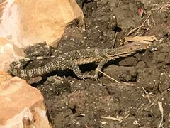 Varanus salvator macromaculatus
