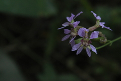 Cuphea fruticosa