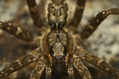 Dolomedes dondalei