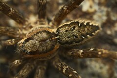 Dolomedes dondalei