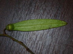 Ventilago denticulata