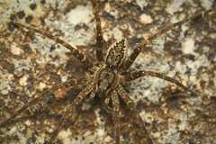 Dolomedes dondalei