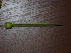 Ventilago denticulata