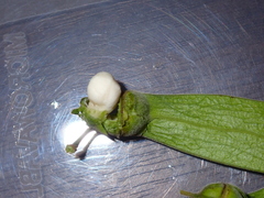 Ventilago denticulata