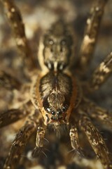 Dolomedes dondalei