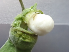 Ventilago denticulata