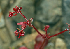 Centrostegia thurberi