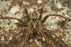 Dolomedes dondalei