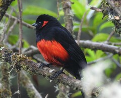 Anisognathus igniventris