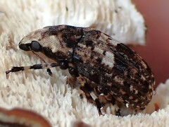Euparius marmoreus