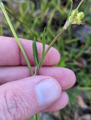 Ranunculus occidentalis occidentalis