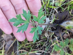 Ranunculus occidentalis occidentalis