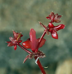 Centrostegia thurberi