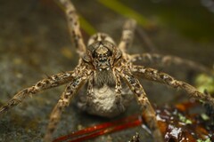 Dolomedes dondalei