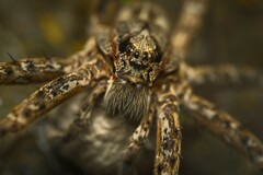 Dolomedes dondalei