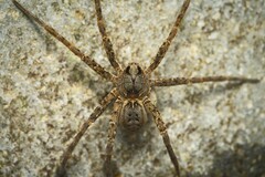 Dolomedes dondalei