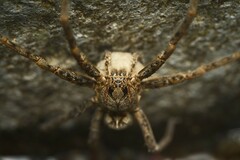 Dolomedes dondalei