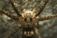 Dolomedes dondalei