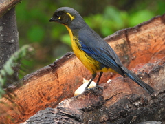 Anisognathus lacrymosus