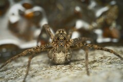Dolomedes dondalei