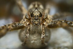 Dolomedes dondalei