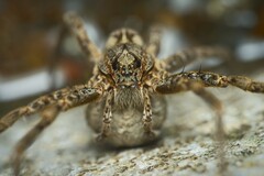 Dolomedes dondalei