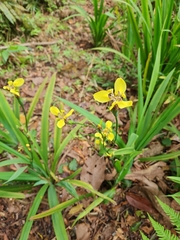 Trimezia steyermarkii