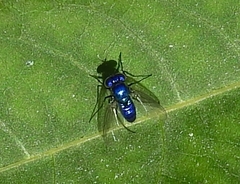 Condylostylus mundus