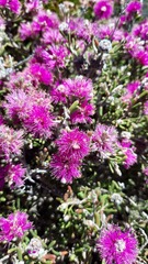 Melaleuca scabra