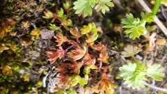 Crassula tillaea